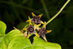 Angularfruit milkvine